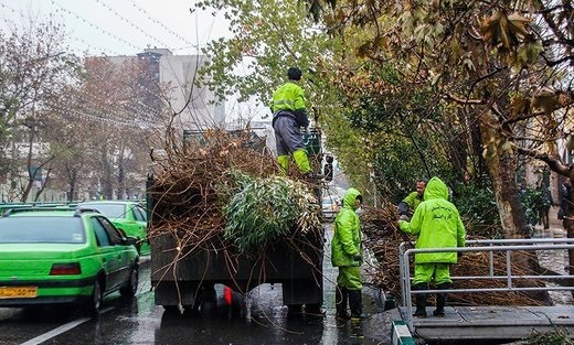شهرداری تهران از ترس بارش برف درختان را هرس کرده؟!