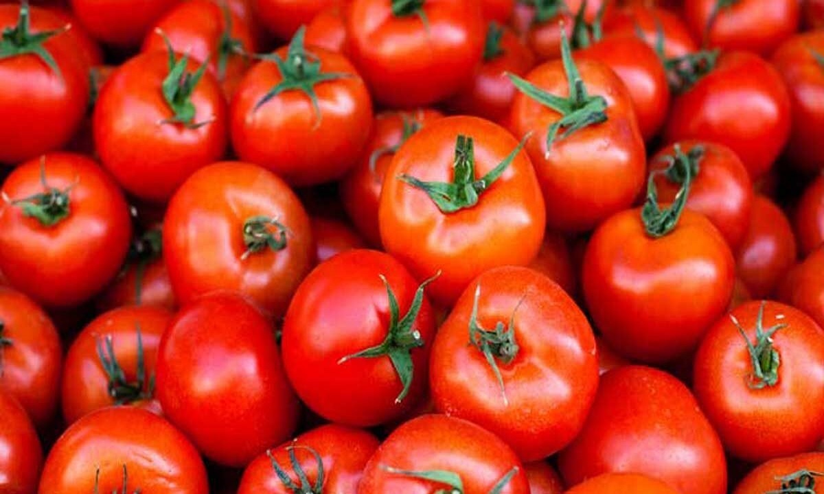 کاهش قیمت گوجه فرنگی از ابتدای ماه آینده