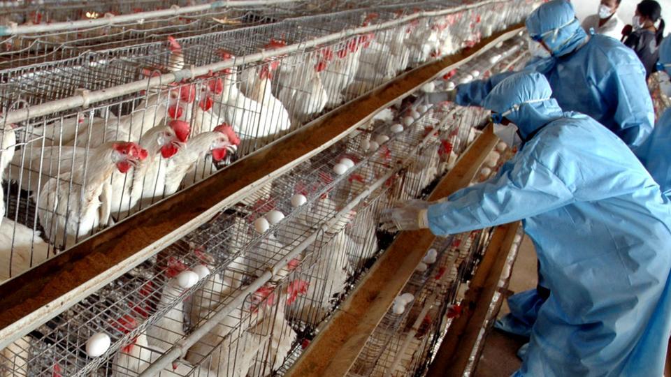 آخرین وضعیت ویروس آنفلوانزای پرندگان قابل انتقال به انسان/ طیور بومی خطرناک‌تر هستند