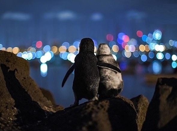 دو پنگوئن همدرد عشقِ از دست رفته! +تصاویر