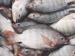 فائو درباره شیوع ویروس مرگبار ماهی تیلاپیا هشدار داد