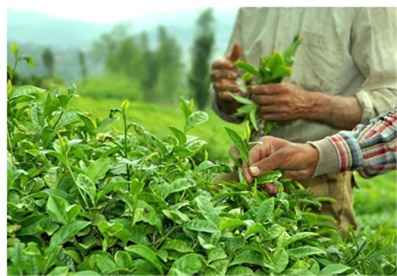 افزایش ۴ درصدی قیمت خرید تضمینی چای طی سال جاری 