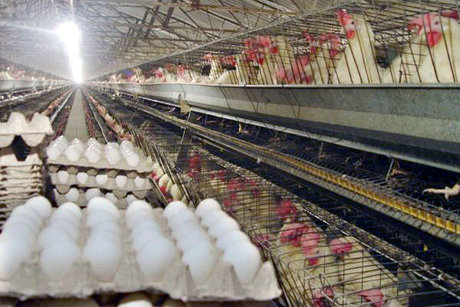 چگونه از مرغ و تخم‌مرغ بیماری آنفلوآنزا نگیریم؟