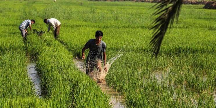نگاه جهادکشاورزی به کشت برنج در خوزستان؛ ممنوعیت نه، محدودیت آری!