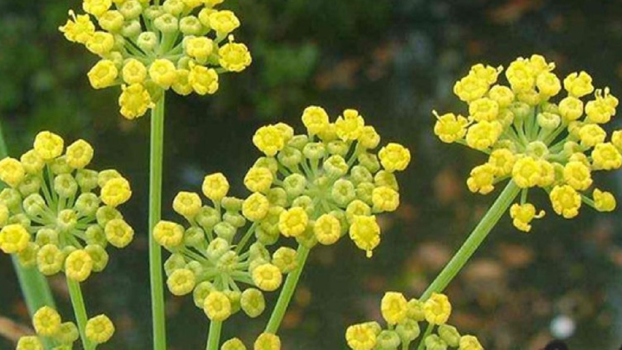 در مورد طلای زرد گیاهان دارویی چه می دانید؟