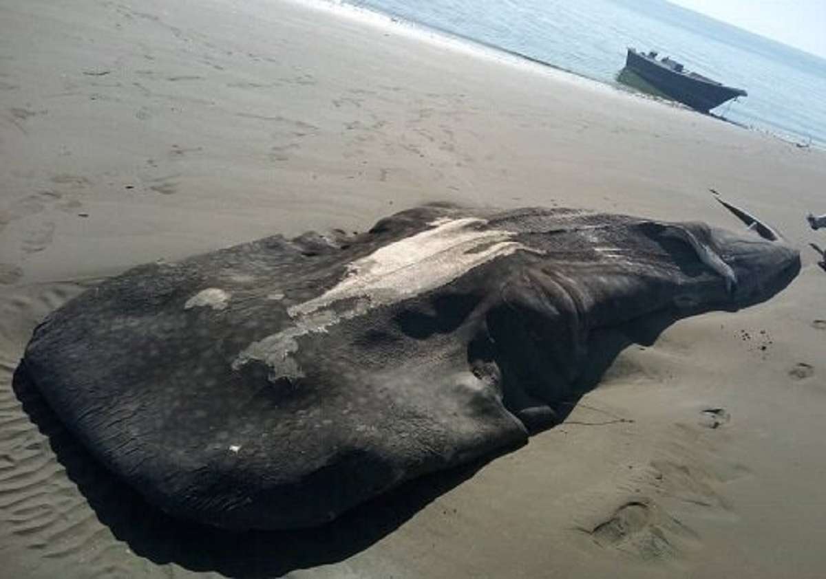 کشف جسد نهنگ ۸متری در سواحل هرمزگان +عکس