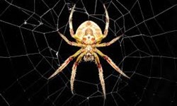 سم عنکبوت درمانی برای بیماری صرع