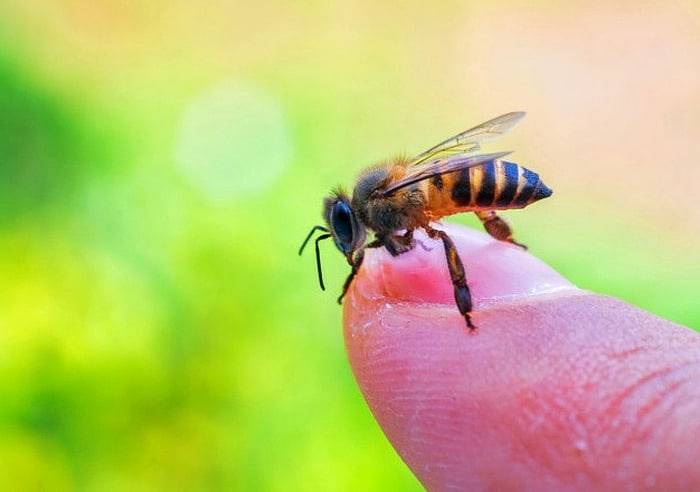 حمله هولناک زنبورها به یک خانواده در انگلیس + فیلم