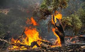 آتش سوزی جنگل‌های بلوط خوزستان