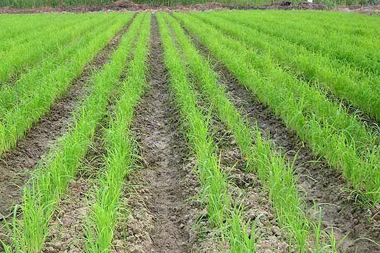 خشکه کاری برنج راهکاری مناسب برای مقابله با کم آبی
