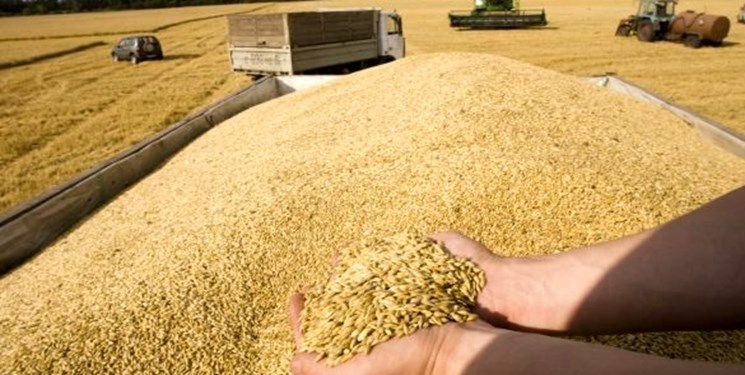 ۱.۵میلیون تن گندم خوراک دام خواهد شد