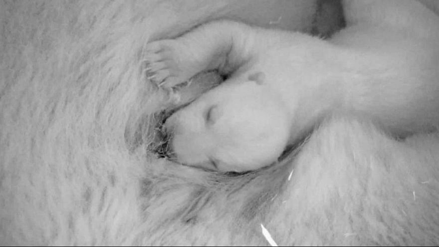تصاویری از توله خرس قطبی تازه متولد شده در باغ‌ وحش برلین +فیلم