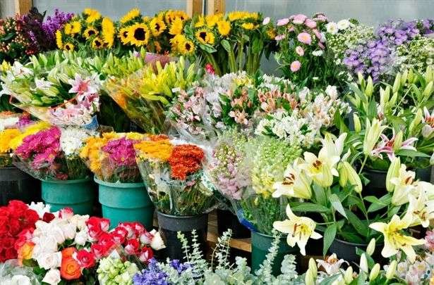 ظرفیت صادرات گل و گیاه کشور یک میلیارد دلار است