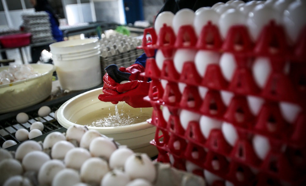  ۲۰۰۰ تن تخم مرغ برای تنظیم بازار ثبت سفارش شد