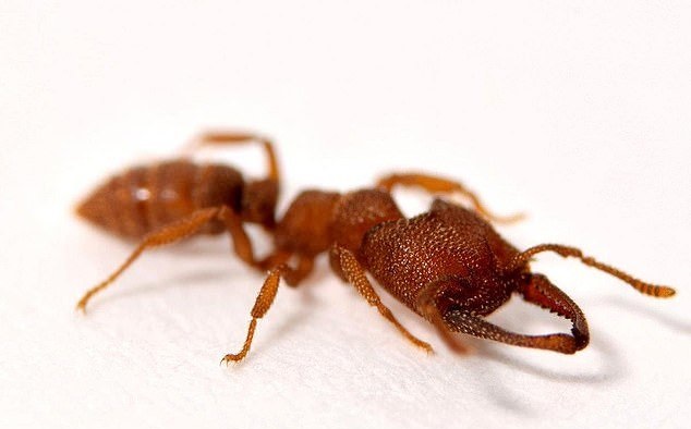 مورچه دراکولا؛ سریع‌ترین حیوان روی زمین +عکس