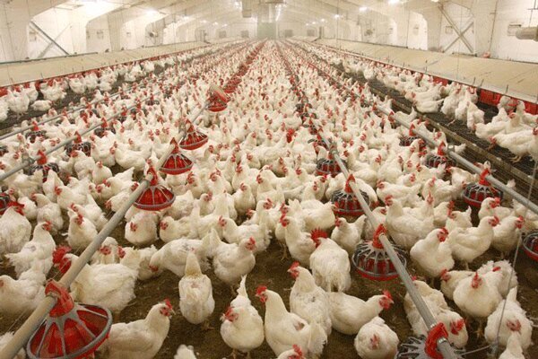 مرغ‌ها در واحدهای مرغداری گرسنه مانده‌ اند