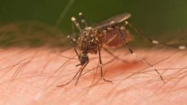 شناسایی ٢۰۰ بیمار مبتلا به مالاریا در بوشهر