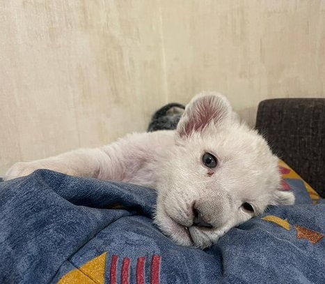 تولد یک شیر سفید در کرج + عکس