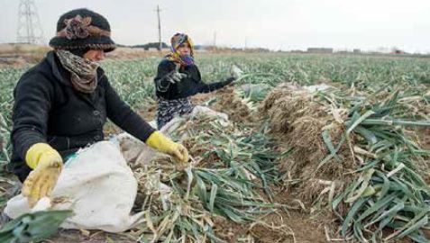 زنان؛ کارگران ارزان بخش کشاورزی
