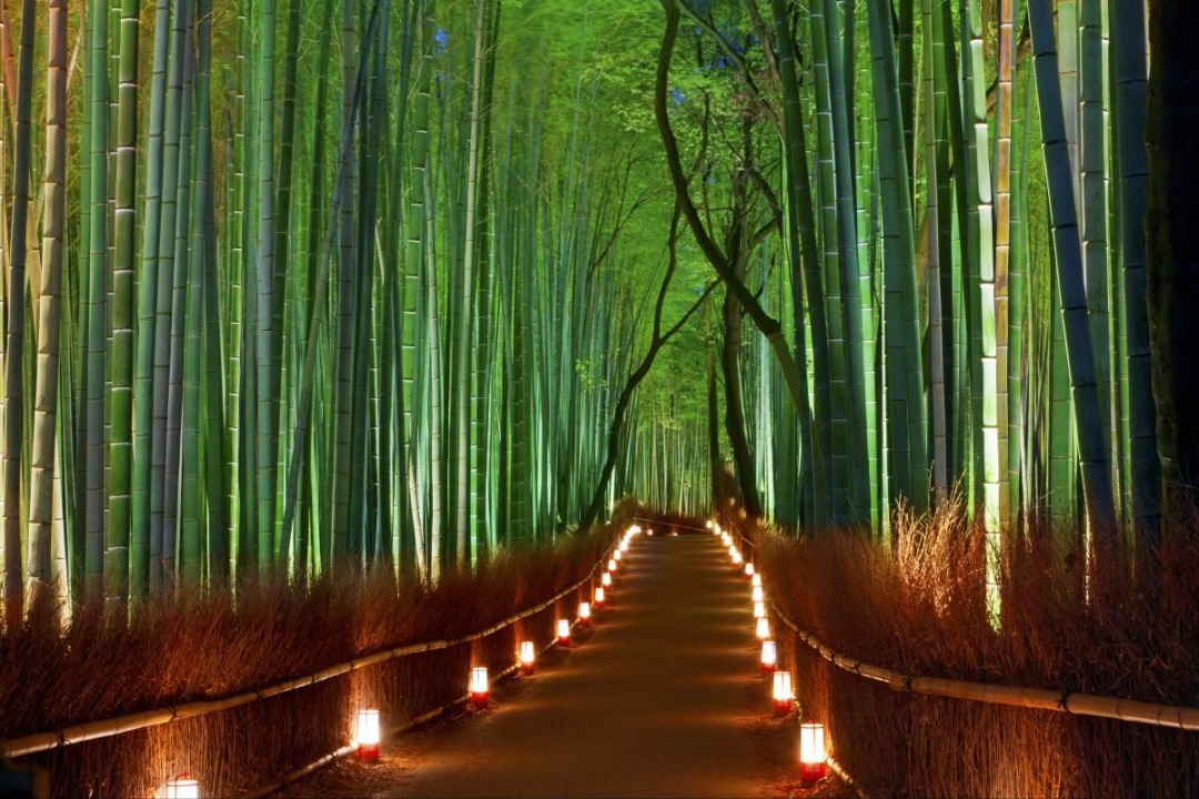 سمفونی صدای طبیعت در جنگل بامبوی ژاپن