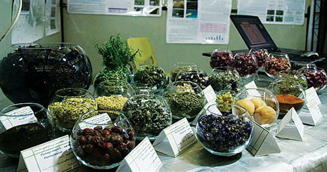 سرمایه گذاری در تولید گیاهان دارویی