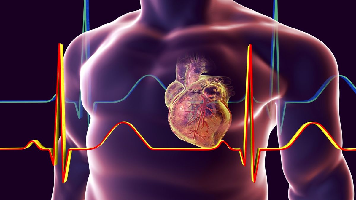 کشف یک ریتم شبانه روزی در سلول‌ های قلب
