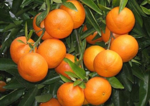 هرگز پرتقال های این رنگی را نخورید!