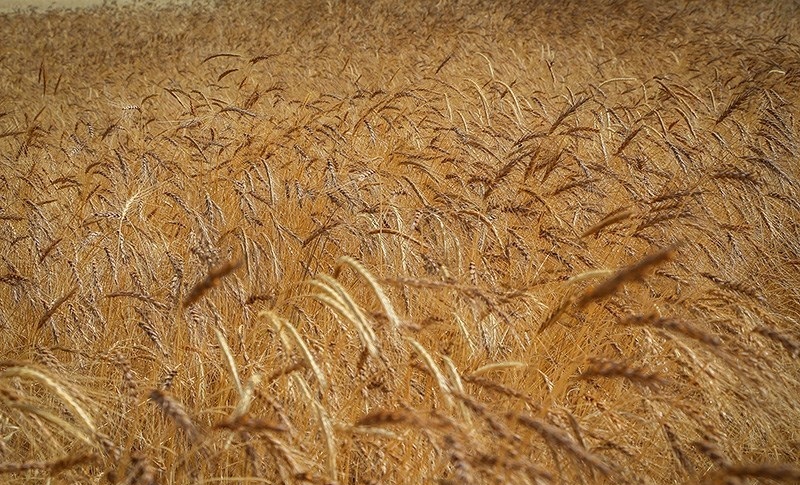 سیل اخیر یک میلیون تن گندم را از بین برد