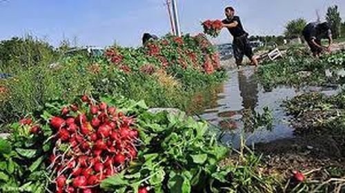 سبزیجات جنوب تهران با مواد نفتی آبیاری می‌شود