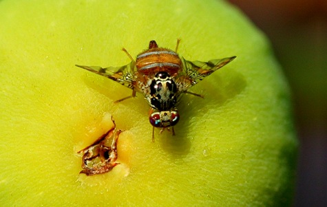 مگسی که یک میلیون میوه را آلوده کرد! +عکس