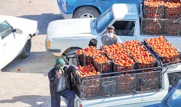 قیمت گوجه سر زمین؛ ۱۵۰۰ تومان