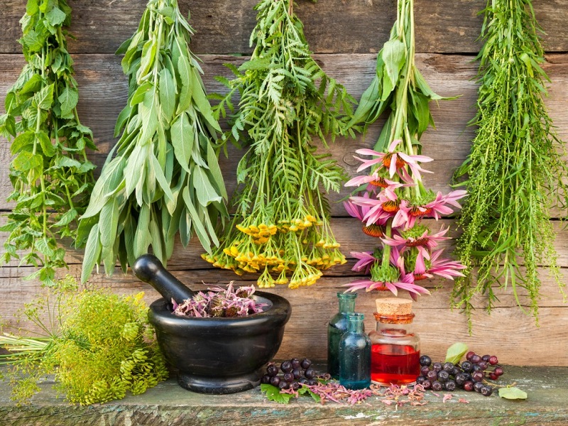 گیاهی عجیب برای کاهش التهاب روده و مشکلات هضم
