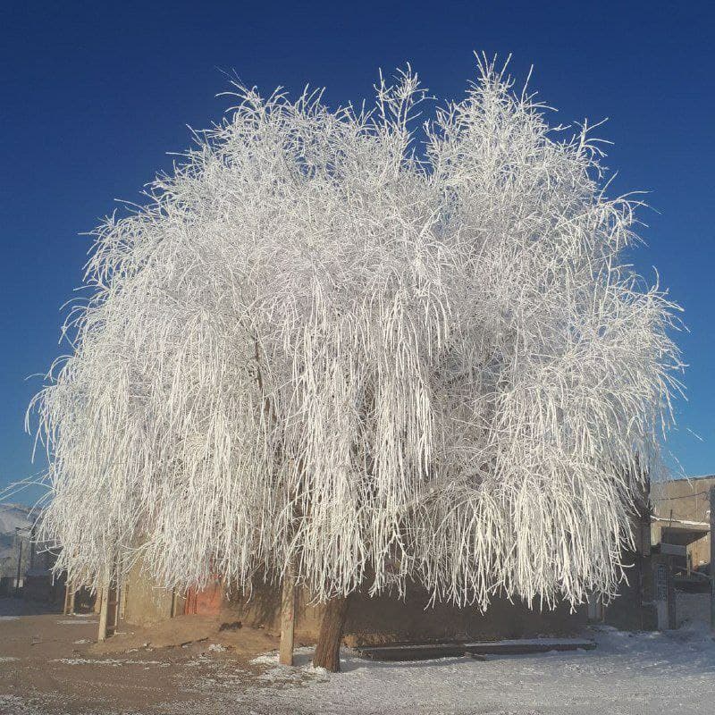 درخت یخی در لرستان + عکس