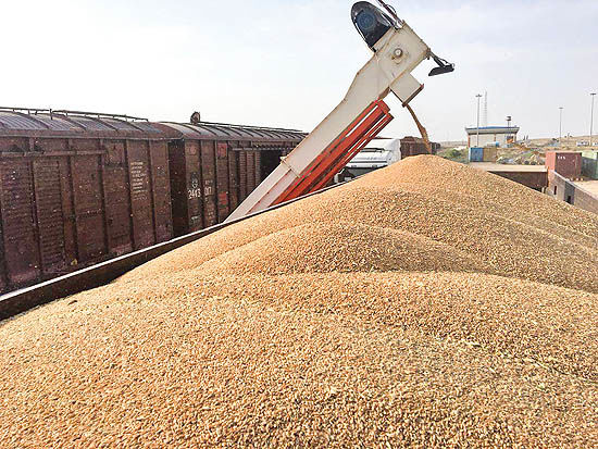 چالش تامین کسری ذخایر استراتژیک گندم / افزایش احتمالی قیمت نان با واردات