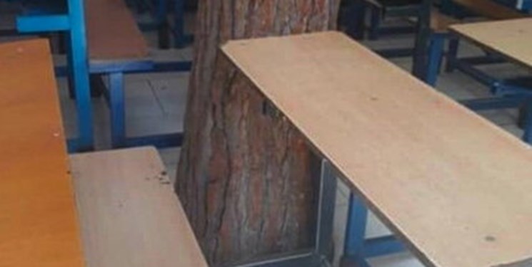  درختی که هم‌پای دانش‌آموزان درس می‌خواند +عکس