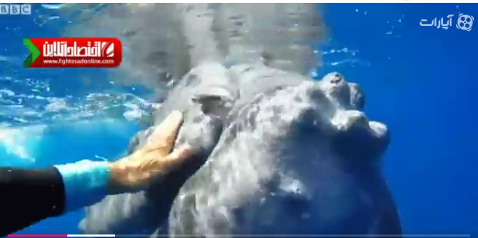 نهنگی که یک زیست شناس را از دام کوسه نجات داد +فیلم