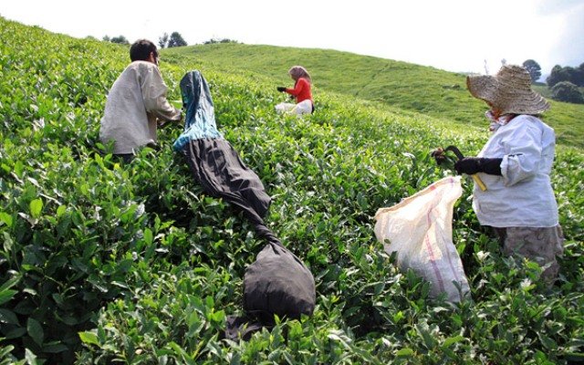 آغاز انعقاد قرارداد سازمان چای کشور با کارخانه‌های چای/ بلاتکلیفی در قیمت و قدرالسهم!