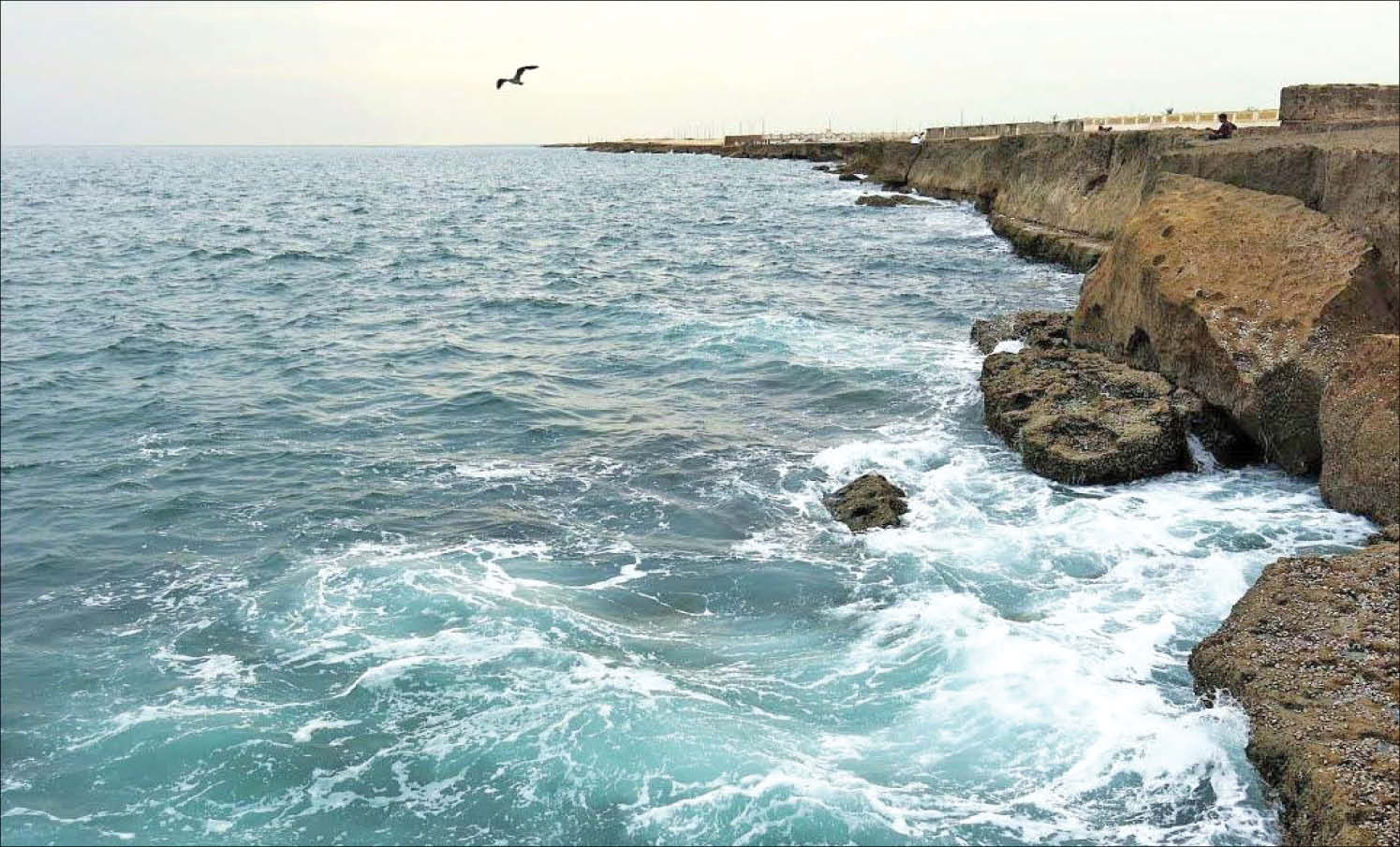 دستگیری عاملان پرت کردن دام‌ ها در دریای عمان + فیلم