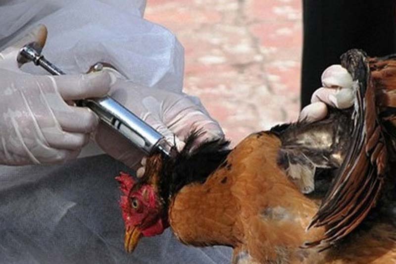 آغاز فرآیند واکسیناسیون طیور برای پیشگیری از آنفلوانزای فوق حاد پرندگان