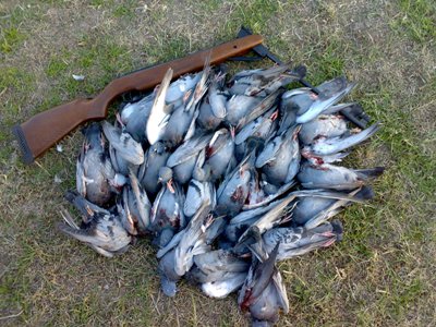  شکار بیش از ۹۰درصد پرندگان مهاجر
