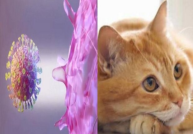 کروناویروس از طریق گربه قابل انتقال است