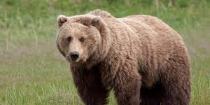 حمله خونین خرس وحشی به ۲مرد تنکابنی