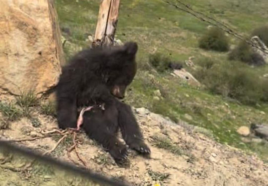 تصاویر دردناک کشته شدن یک خرس قهوه ای در آمل + فیلم و عکس

