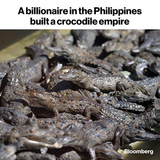 سرمایه‌گذاری میلیاردر فیلیپینی روی پرورش تمساح!