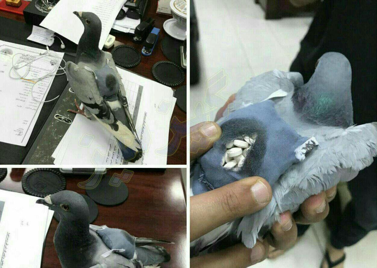 دستگیری کبوترهای قاچاقچی +عکس