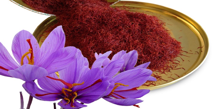 چیدن گل زعفران به دست ابزار بورسی