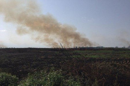 آتش زدن تالاب انزلی برای تصرف اراضی پرارزش