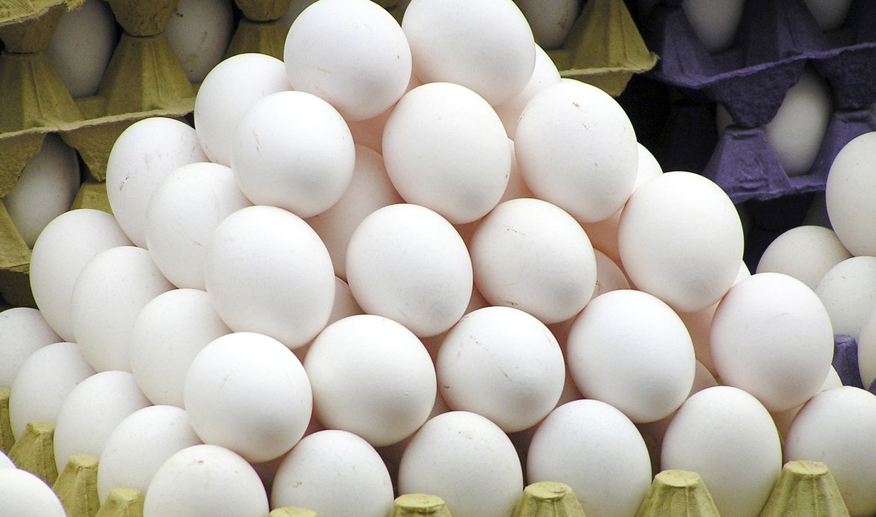 ضرورت شفاف‌سازی جهاد کشاورزی درباره واردات تخم‌مرغ