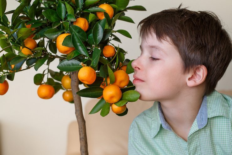 به همین سادگی در خانه درخت مرکبات داشته باشید + آموزش کاشت لیمو و پرتقال