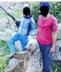 دستگیری عاملان انتشار عکس کشتار خرس در ماکو